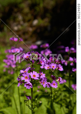 A herd of Japanese primrose blooming in the mountains in early summer 90124959