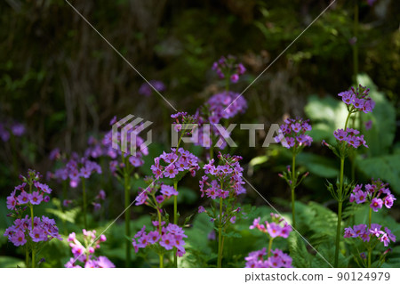 A herd of Japanese primrose blooming in the mountains in early summer 90124979