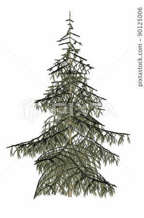Beautiful single fir evergreen pine tree - 3D render 90125006