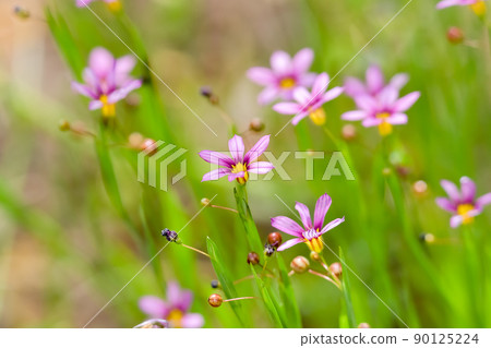 Niwazekishou 90125224