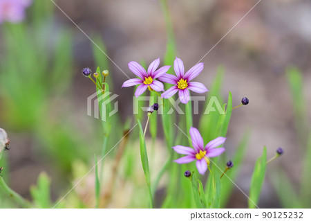 Niwazekishou Niwazekishou 90125232