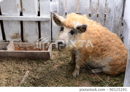 pig curly orange sits staring into the chamber against the background of a wooden trough 90125291