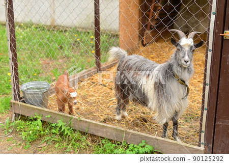 gray goat with orange goat in a caged  90125292