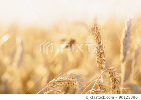 Oat florets on sunlit field full frame background 90125380
