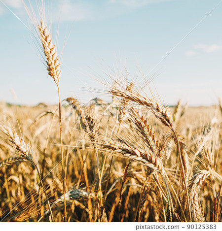 Oat florets on sunlit field full frame background Oat florets on sunlit field full frame background 90125383
