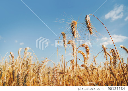 Oat florets on sunlit field full frame background Oat florets on sunlit field full frame background 90125384