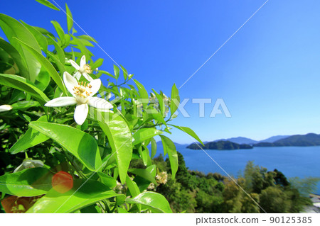 Mandarin orange flowers with a sweet scent all over the island Mandarin orange flowers with a sweet scent all over the island 90125385