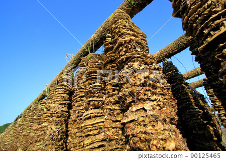 Scallop shells used for oyster farming 90125465