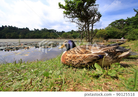 Aokubia Hill to go ashore and relax Aokubia Hill to go ashore and relax 90125518