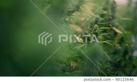 Cannabis growing in organic farm. Herbal alternative medicine, cbd oil, pharmaceutical industry concept Cannabis growing in organic farm. Herbal alternative medicine, cbd oil, pharmaceutical industry concept 90125646