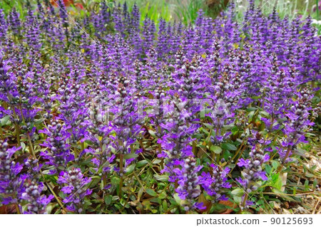 Ajga chocolate chip 90125693