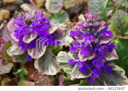Ajuga Burgundy Glow 90125697