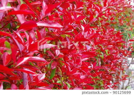 日本石楠 90125699