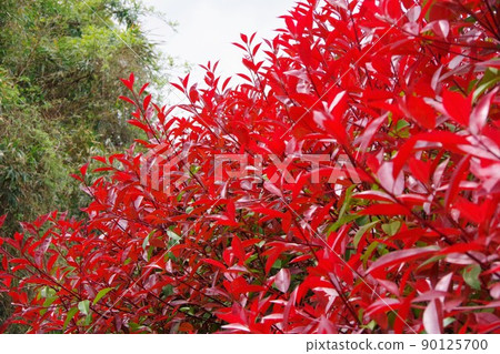 日本石楠 90125700