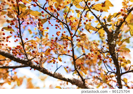 日光國立公園戰場原海棠紅果 日光國立公園戰場原海棠紅果 90125704