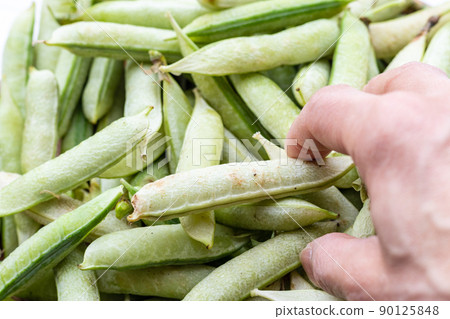 收穫的豌豆和手去抓它們 90125848