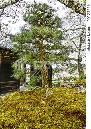 法尺山光善寺松和仁王門 法尺山光善寺松和仁王門 90125886