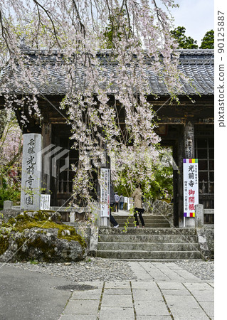 法尺山光善寺仁王門和櫻花 90125887