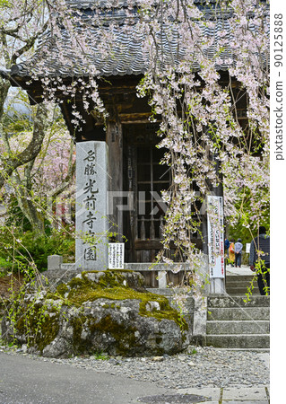 Hoshakuzan Kozenji Temple Niomon and Sakura 90125888