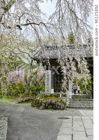 Hoshakuzan Kozenji Temple Niomon and Sakura Hoshakuzan Kozenji Temple Niomon and Sakura 90125892