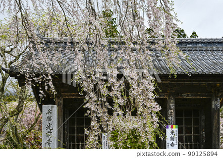 法尺山光善寺仁王門和櫻花 法尺山光善寺仁王門和櫻花 90125894