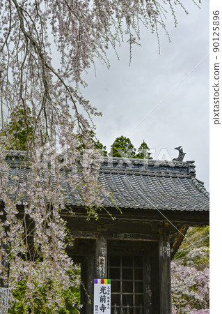 法尺山光善寺仁王門和櫻花 90125896