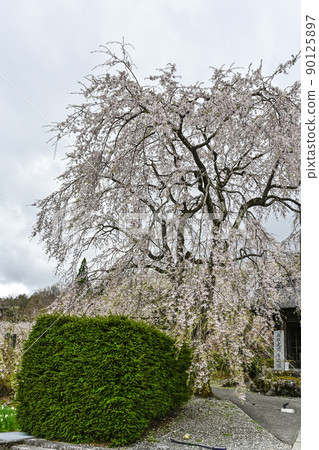 二王門前的法尺山光善寺櫻花 90125897
