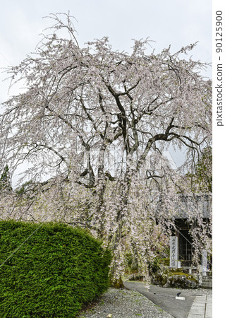 二王門前的法尺山光善寺櫻花 二王門前的法尺山光善寺櫻花 90125900