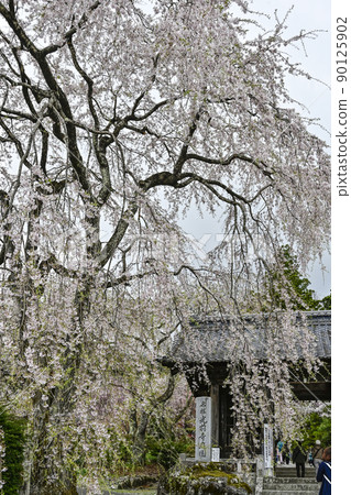 二王門前的法尺山光善寺櫻花 二王門前的法尺山光善寺櫻花 90125902