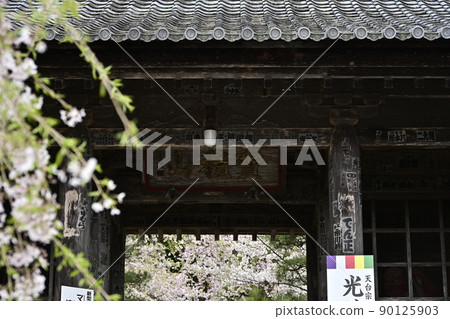 法尺山光善寺仁王門和櫻花 法尺山光善寺仁王門和櫻花 90125903