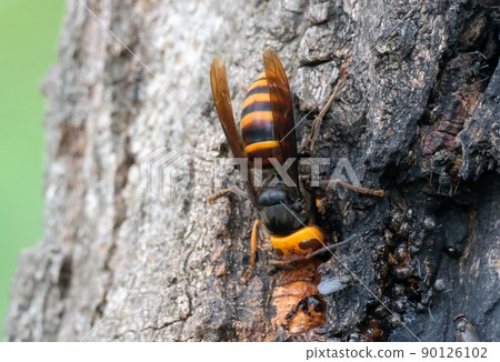 A wasp with a strong image of danger A wasp with a strong image of danger 90126102