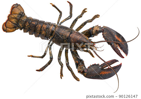 Fresh lobster isolated on white background, top view Fresh lobster isolated on white background, top view 90126147