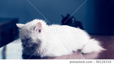 BANNER photo white fluffy long hair cat lie sleeping close eyes. Black kitten hide background. Animals care, friendship, relationship problems, sad calm mood rest time home sweetness kindness evening 90126358