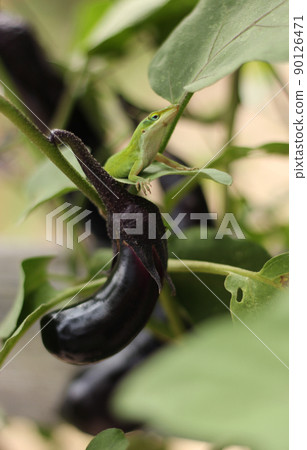 Green Anole Lizard on Eggplant, Pest Control in organic farm 90126471