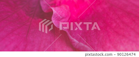 BANNER Macro abstract real beautiful nature cute background. Bright pink purple gentle soft petals bloom tropical flower plant blossom. Floral botanical design decor. Greeting happy summer sun card 90126474