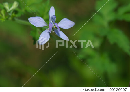 可愛的雲雀 90126607