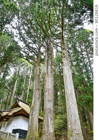 Hoshakuzan Kozenji Temple Reiki Sanbonsugi Hoshakuzan Kozenji Temple Reiki Sanbonsugi 90126616