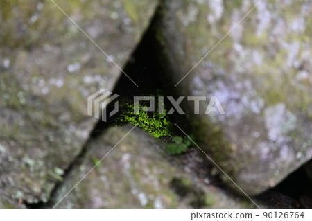 法尺山光善寺的光眼 90126764