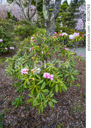 大禮堂前院的石楠花法尺山光善寺 90126768