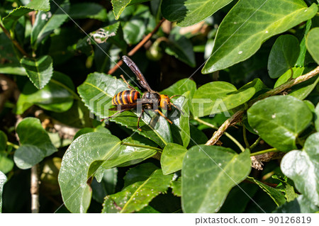 Giant hornet resting on a leaf 90126819