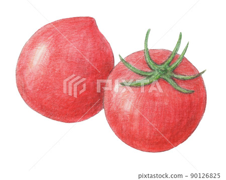 Tomato summer vegetables watercolor pencil illustration 90126825