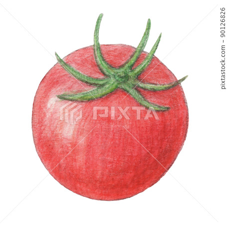 Tomato summer vegetables watercolor pencil illustration Tomato summer vegetables watercolor pencil illustration 90126826