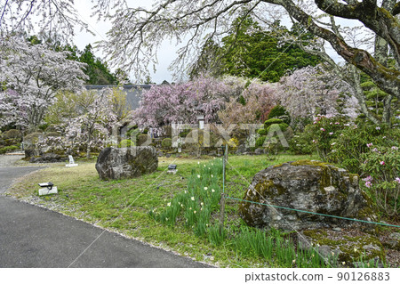 大禮堂前的法尺山光善寺櫻花 90126883