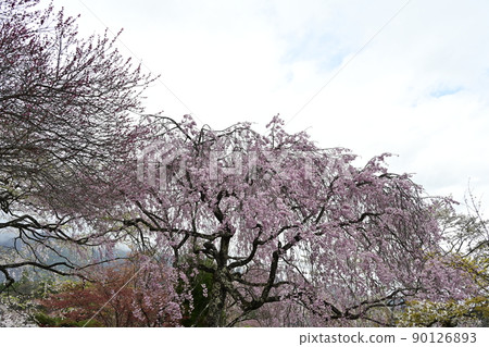 大禮堂前的法尺山光善寺櫻花 90126893