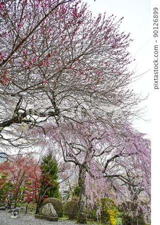 Hoshakuzan Kozenji Sakura in front of the large auditorium 90126899