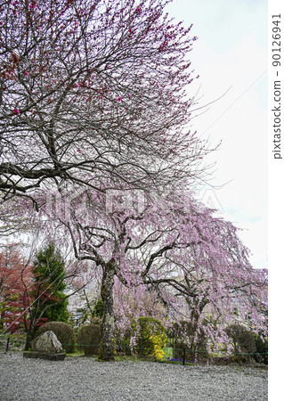大禮堂前的法尺山光善寺櫻花 大禮堂前的法尺山光善寺櫻花 90126941