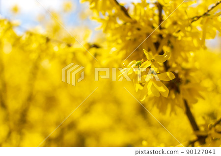 Yellow Forsythia Flowers Macro Photo 90127041