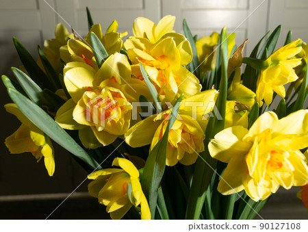 Daffodils Bouquet, Spring Narcissus Flowers 90127108