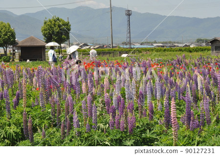 Lupine field Lupine field 90127231