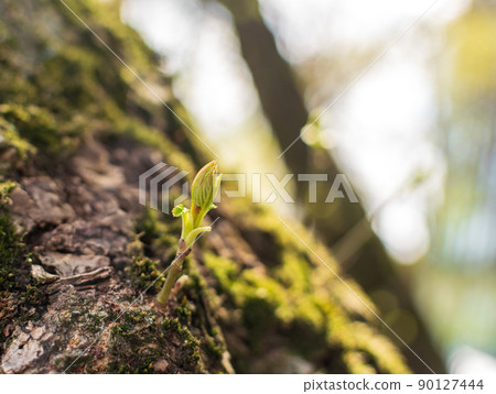 Spring Branch, Young Tree Leaves 90127444